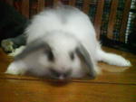 Lop Bunny - Lop Eared + Angora Rabbit Rabbit