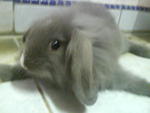 Lop Bunny - Lop Eared + Angora Rabbit Rabbit