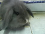 Lop Bunny - Lop Eared + Angora Rabbit Rabbit