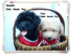 Blackie Toy &amp; Yoyo Toy Poodle  - Poodle Dog