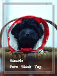 Blackie Toy &amp; Yoyo Toy Poodle  - Poodle Dog