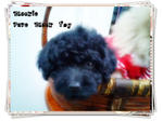 Blackie Toy &amp; Yoyo Toy Poodle  - Poodle Dog