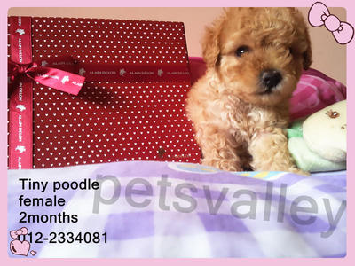 Tiny Poodle For Sale~~ - Poodle Dog