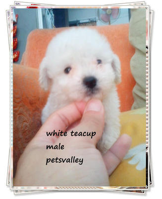 2 White Teacup Poodle~~~ - Poodle Dog