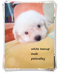 2 White Teacup Poodle~~~ - Poodle Dog