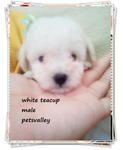 2 White Teacup Poodle~~~ - Poodle Dog