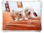 2 White Teacup Poodle~~~ - Poodle Dog