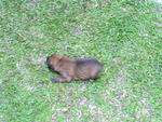 brown  colour, male, 2 weeks 