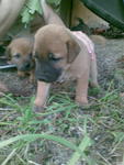 brown colour, male, 1 month old