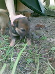 black colour, female, 1 month old