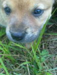 1 Month Old Puppies - Mixed Breed Dog