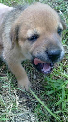 1 Month Old Puppies - Mixed Breed Dog