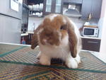 Chchi - Holland Lop Rabbit