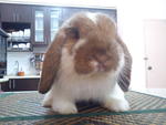 Chchi - Holland Lop Rabbit