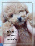 Toy Poodle For Sale!!!!!! - Poodle Dog