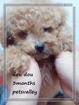 Toy Poodle For Sale!!!!!! - Poodle Dog