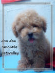 Toy Poodle For Sale!!!!!! - Poodle Dog