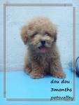 Toy Poodle For Sale!!!!!! - Poodle Dog