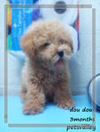 Toy Poodle For Sale!!!!!! - Poodle Dog