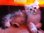 Persian -name: Momo- - Persian Cat