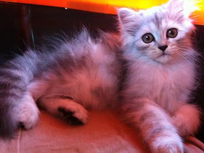 Persian -name: Momo- - Persian Cat