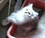 Persian -name: Momo- - Persian Cat