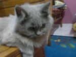 Garry - Persian Cat