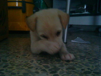 Male Puppy - Labrador Retriever Mix Dog