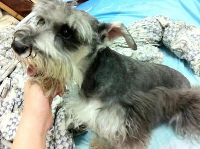 Bring Momo Back! *schnauzer - Schnauzer Dog