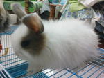 Anggora - Angora Rabbit + Netherland Dwarf Rabbit