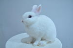 Netherland Dwarf - Bew - Netherland Dwarf Rabbit