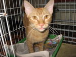 Nick - Domestic Short Hair Cat