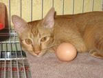 Nick - Domestic Short Hair Cat