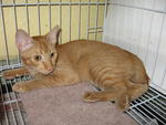 Nick - Domestic Short Hair Cat