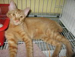 Nick - Domestic Short Hair Cat