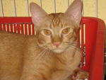 Nick - Domestic Short Hair Cat