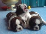 Cute  Shih Tzu Puppies❤sold Out❤ - Shih Tzu Dog