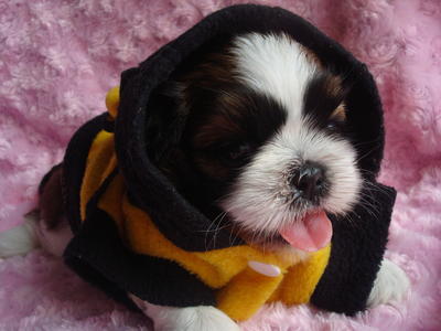 Cute  Shih Tzu Puppies❤sold Out❤ - Shih Tzu Dog