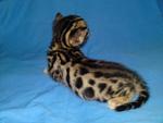 Tica Male Bengal Kitten#1(Sold) - Bengal Cat