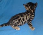 Tica Male Bengal Kitten#1(Sold) - Bengal Cat