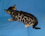 Tica Male Bengal Kitten#2(Sold) - Bengal Cat