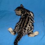 Tica Male Bengal Kitten#2(Sold) - Bengal Cat