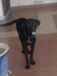 Blacky - Mixed Breed Dog