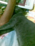 blue sleeping wif new owner's aunty!