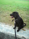 Labrador Retriever Pure Breed - Labrador Retriever Dog