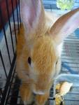 Male Rabbit - Angora Rabbit + Lionhead Rabbit