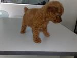 PF2218 - Poodle Dog