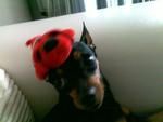 Bibi C - Miniature Pinscher Dog