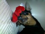 Bibi C - Miniature Pinscher Dog