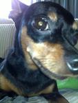 Bibi C - Miniature Pinscher Dog